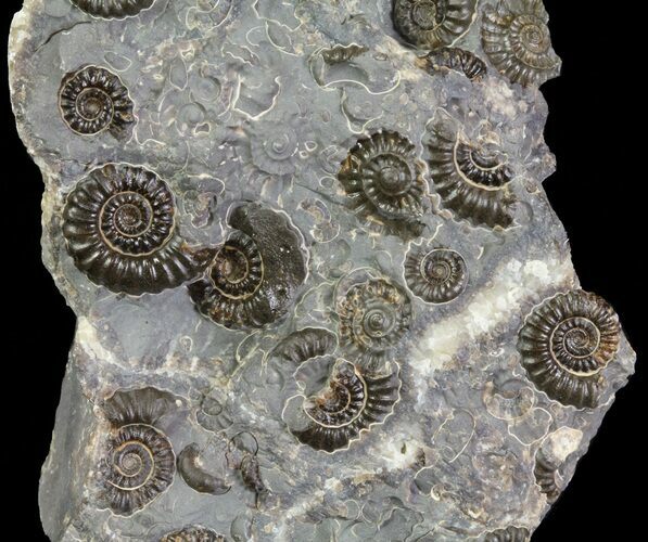 Ammonite Fossil Slab - Marston Magna Marble #63512